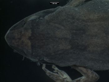 Media type: image;   Herpetology A-138130